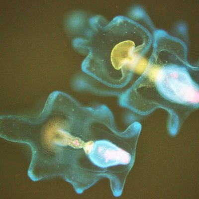 Image of crown-of-thorns starfish larvae taken under a florescence microscope.